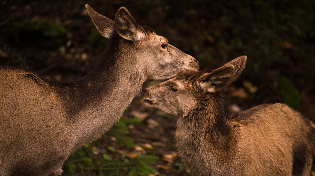 kokkino elafi Cervus elaphus parnitha konstantis alexopoulos