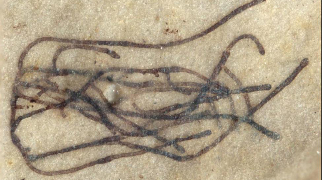 Απολίθωμα φυκιού