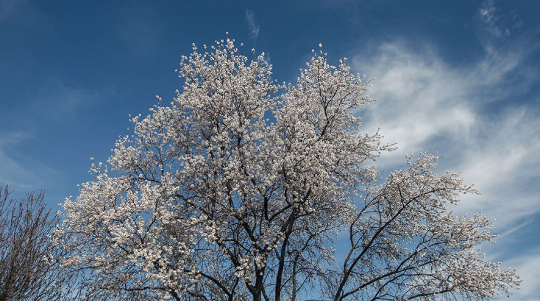 Ανθισμένες αμυγδαλιές 