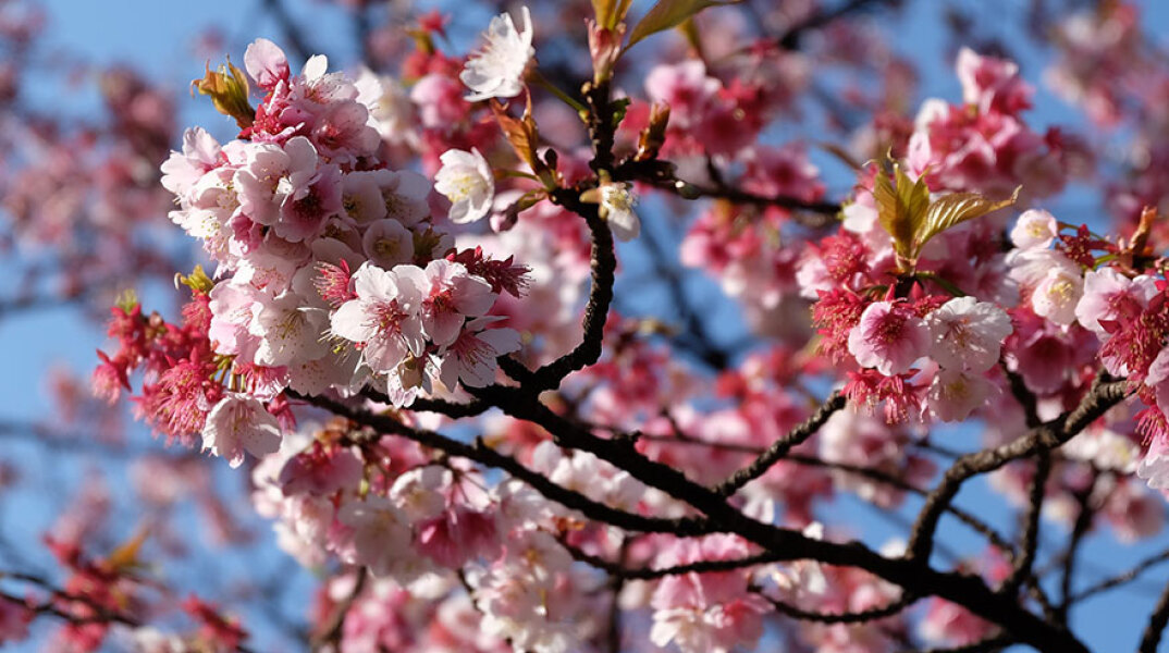 Οι ανθισμένες κερασιές στο Τόκιο