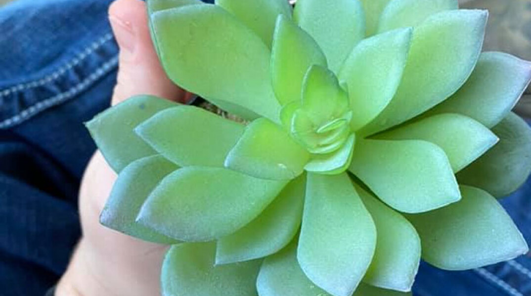 Νόμιζε ότι το πλαστικό φυτό ήταν αληθινό και το πότιζε για δύο χρόνια