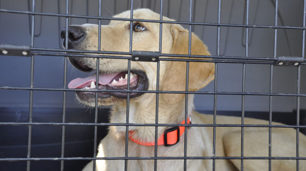 Νομοσχέδιο για αδέσποτα ζώα