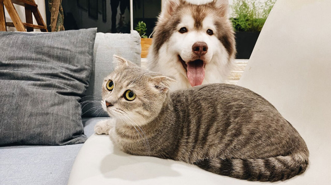 Δεν υπάρχει απόδειξη μετάδοσης του κορωνοϊού από τον άνθρωπο στα ζώα