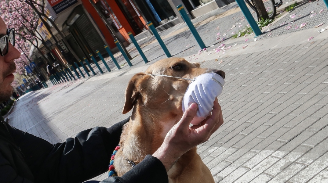 Άντρας φοράει μάσκα στο σκύλο του ενώ δεν κινδυνεύει από τον κορωνοϊό