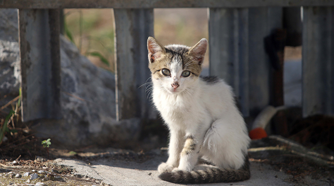 Έκκληση Φωτεινής Πιπιλή για φροντίδα των αδέσποτων στις πόλεις