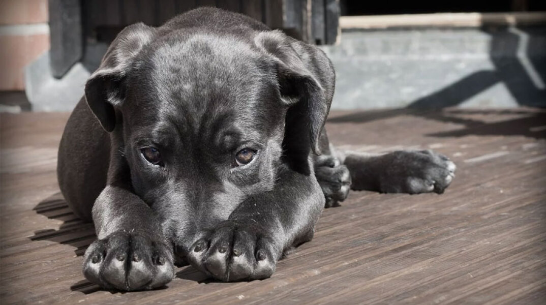 Κορωνοϊός και κατοικίδια