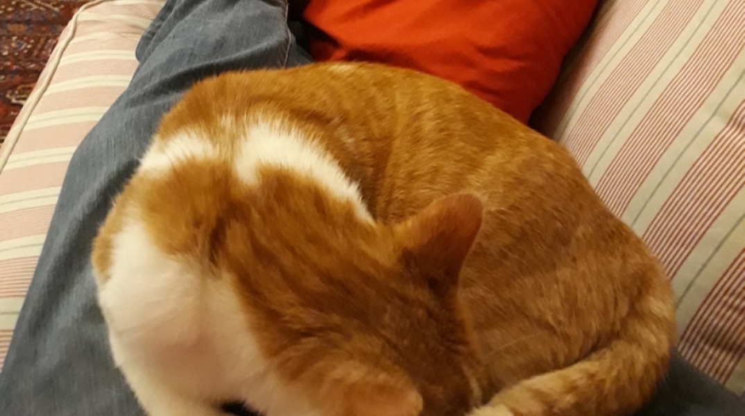 #menoumespiti με την Athens Voice: Ο συγγραφέας Αλέξης Πανσέληνος περιγράφει μία μέρα στο σπίτι, εν μέσω πανδημίας κορωνοϊού.