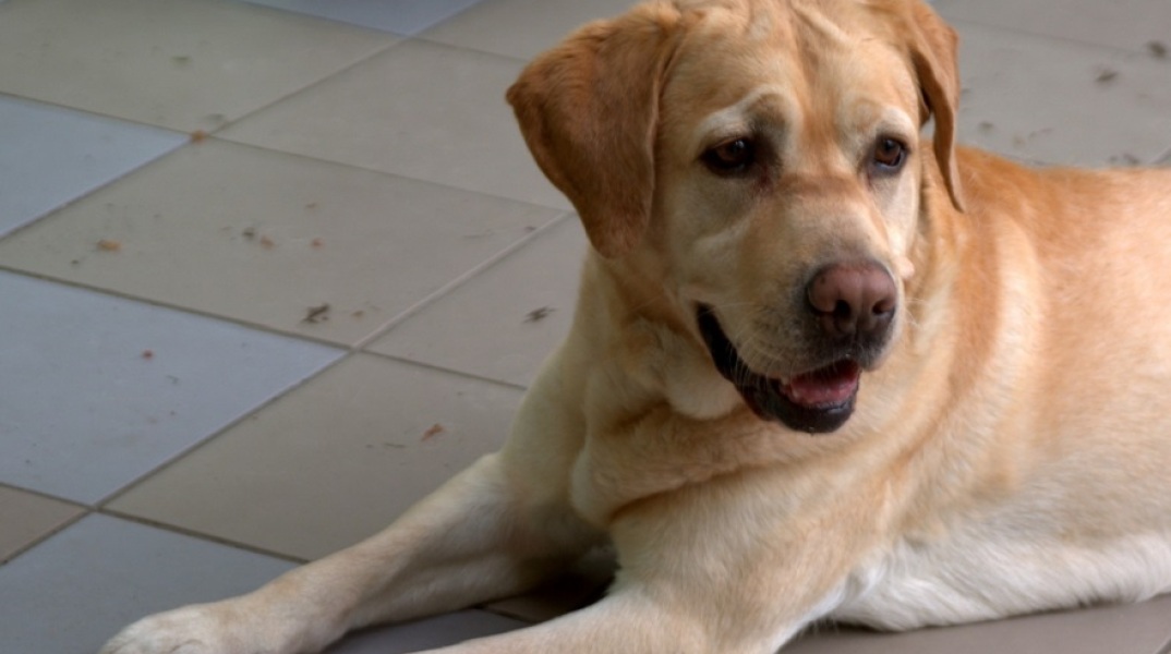 Το λαμπραντόρ που προσφέρει ψυχολογική στήριξη στους γιατρούς