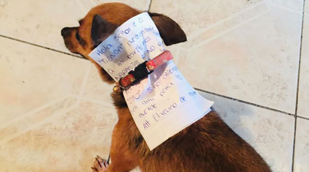 Σκύλος, Μεξικό