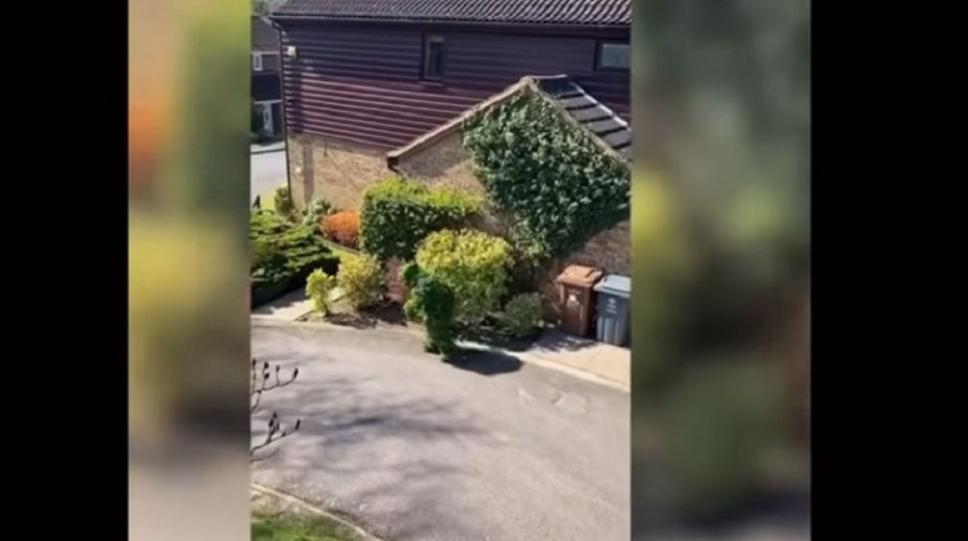 Έσπασε την καραντίνα ντυμένος θάμνος