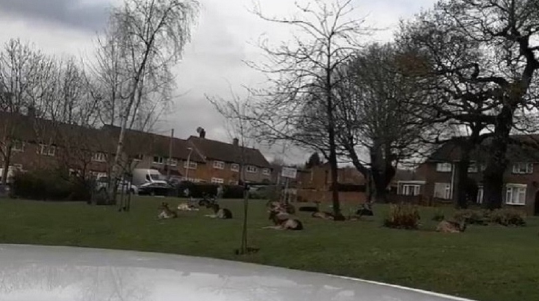 Γέμισε με ελάφια το έρημο ανατολικό λονδίνο