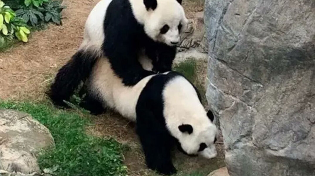 Πάντα στο Χονγκ Κονγκ 