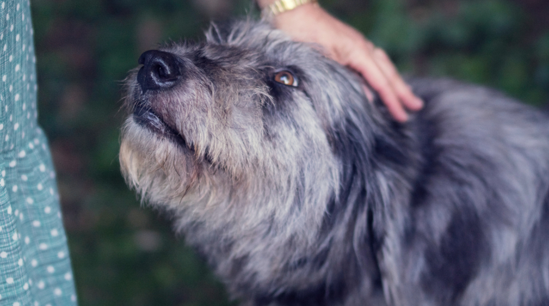 Το Καταφύγιο Ζώων του Ρίβερσαϊντ άδειασε