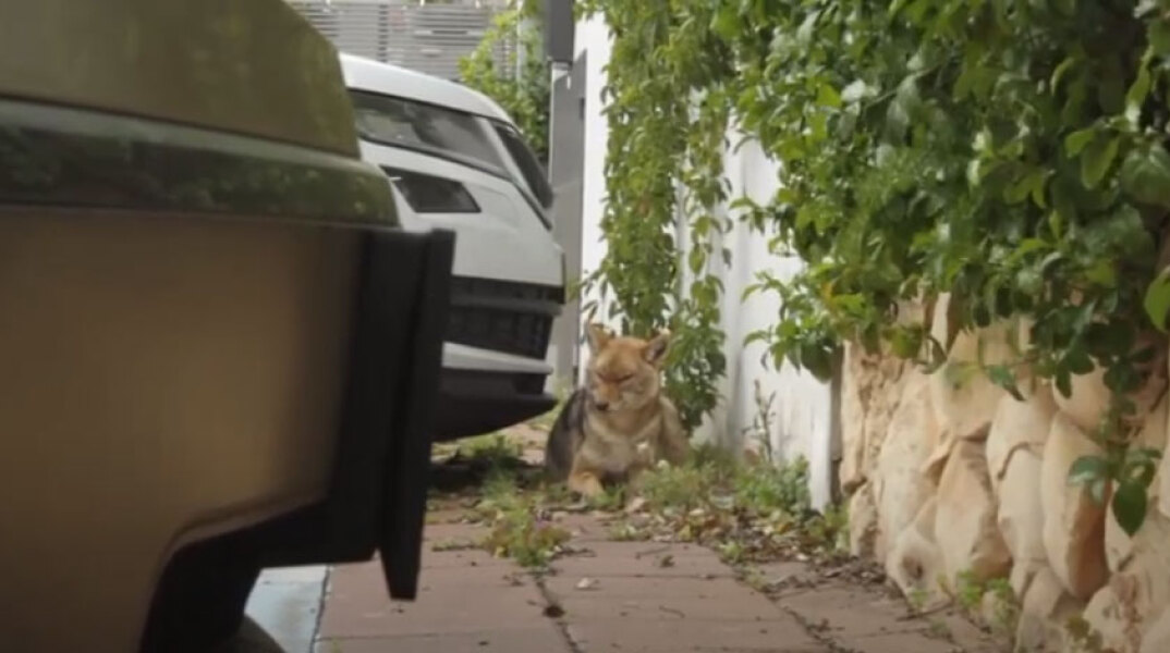 Τσακάλια στο Ισραήλ κατέβαλαν πάρκο που ερήμωσε λόγω καραντίνας