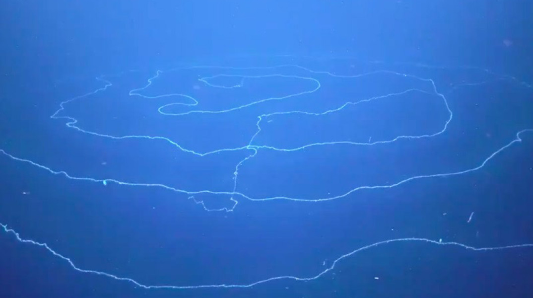 Σιφωνοφόρο, το μακρύτερο ζώο της γης