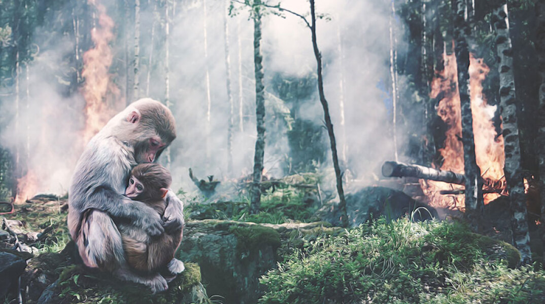 Αποψίλωση και καταστροφή δασών 