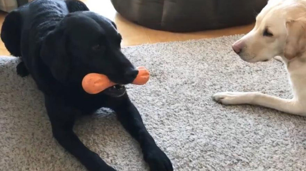 Σχολιαστής αγώνων, κλεισμένος στο σπίτι λόγω κορωνοϊού, περιγράφει το «ντέρμπι» μεταξύ των δύο σκύλων του