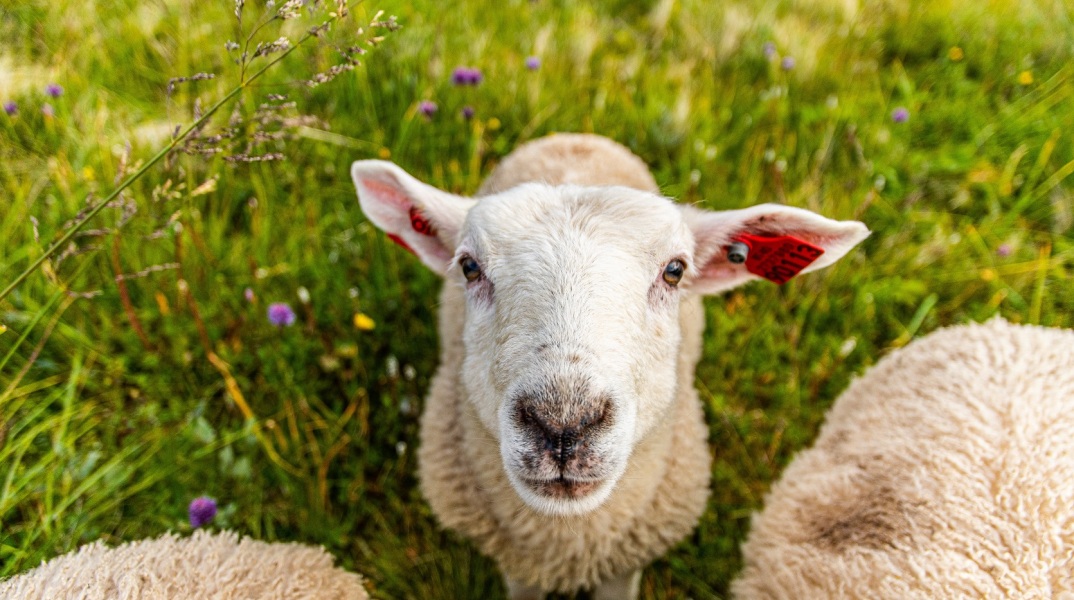 Αδέλφια έκλεψαν αρνιά