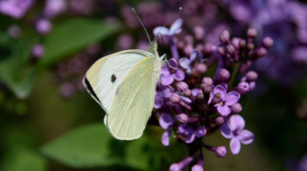 Καλές καιρικές συνθήκες θα επικρατήσουν έως τη Δευτέρα του Πάσχα, σύμφωνα με τα νεότερα προγνωστικά δεδομένα του Εθνικού Αστεροσκοπείου Αθηνών/meteo.gr.