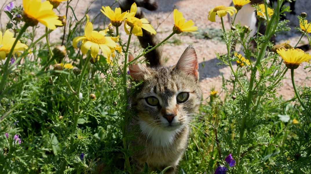 Βελτιωμένος θα είναι ο καιρός σήμερα, Μεγάλη Παρασκευή 17 Απριλίου 2020