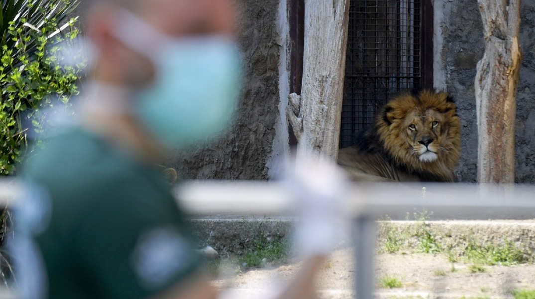 Κορωνοϊός: Ανατριχιαστικά σχέδια διάσωσης ζωολογικών πάρκων επικαλείται δημοσίευμα της DW