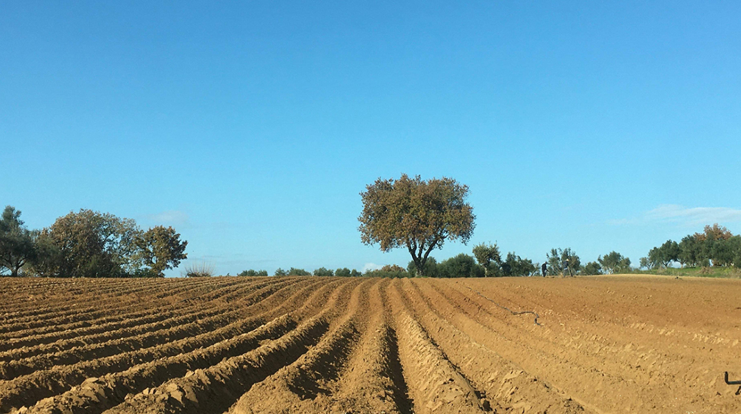 Ο ευγενικός κηπουρός