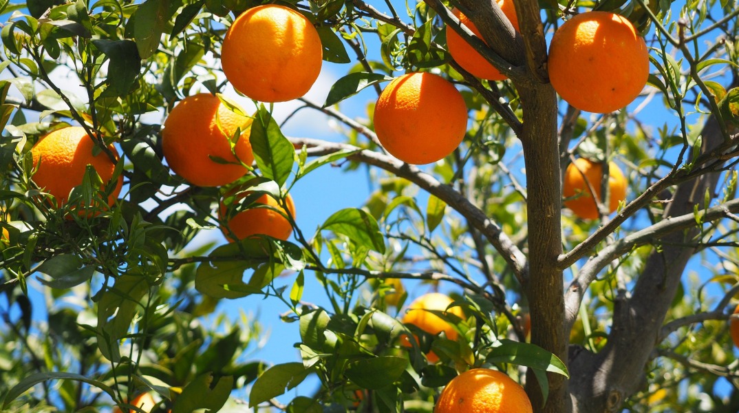 Τρεις γυναίκες έκλεψαν 9 τόνους πορτοκάλια στο Ναύπλιο 