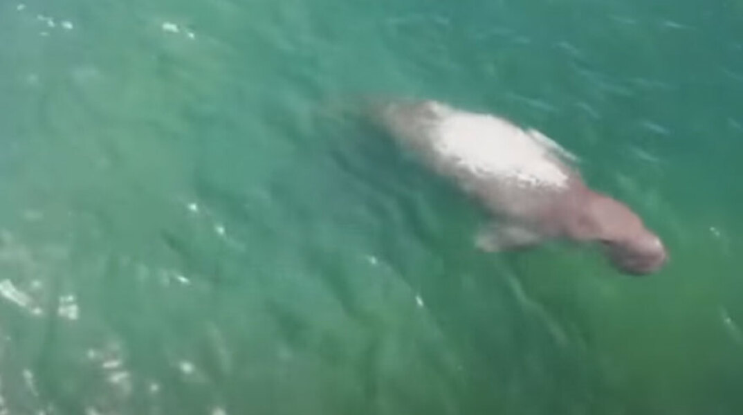 Κορωνοϊός: Η καραντίνα άδειασε τις παραλίες στην Ταϊλάνδη και σπάνια ντιγκόνγκ εμφανίστηκαν κοντά στις ακτές