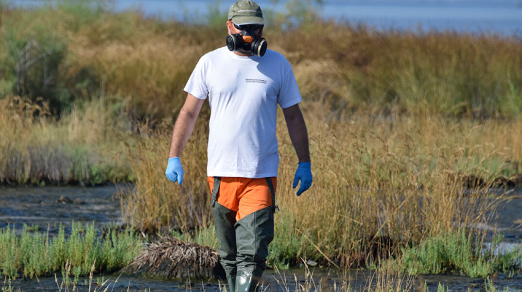 Ψεκασμοί για κουνούπια 