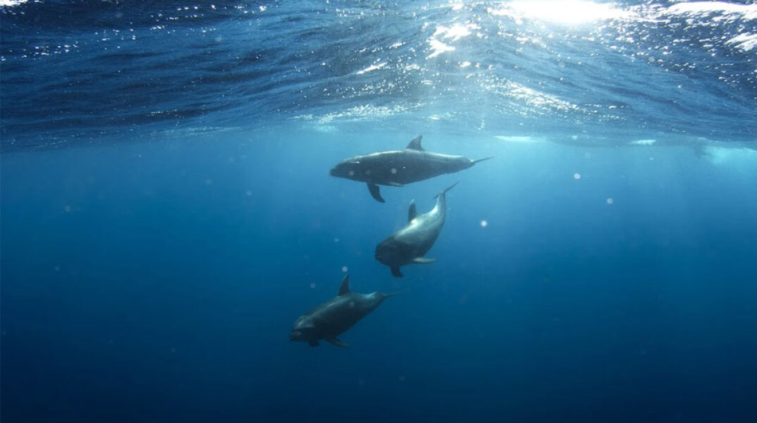 Βόσπορος - Lockdown: Δελφίνια πλησιάζουν όλο και πιο συχνά στις ακτές