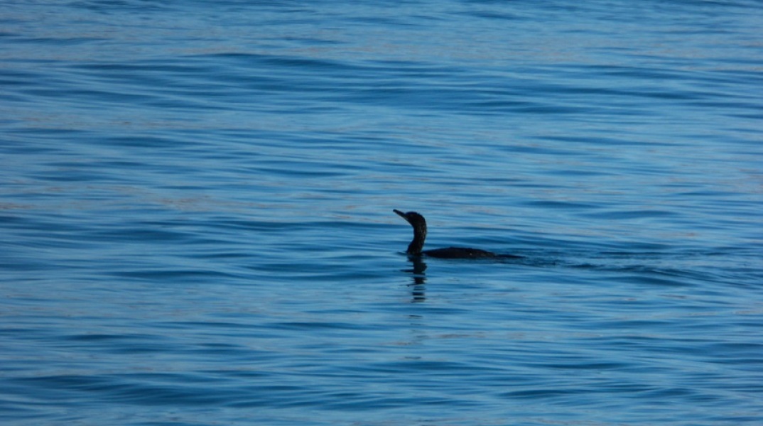 Πιθανές οι διακοπές στην Ελλάδα