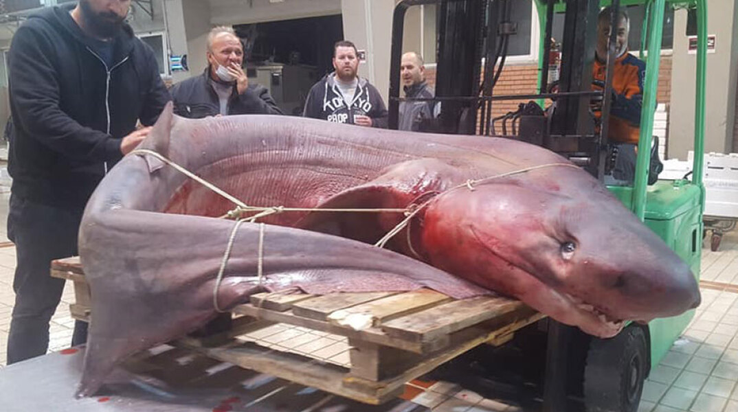 Στην Καβάλα ψάρεψαν καρχαρία 330 κιλών