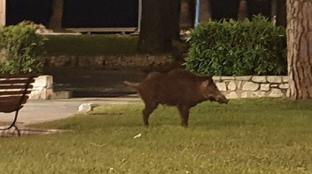 Αγριογούρουνο, Κάννες