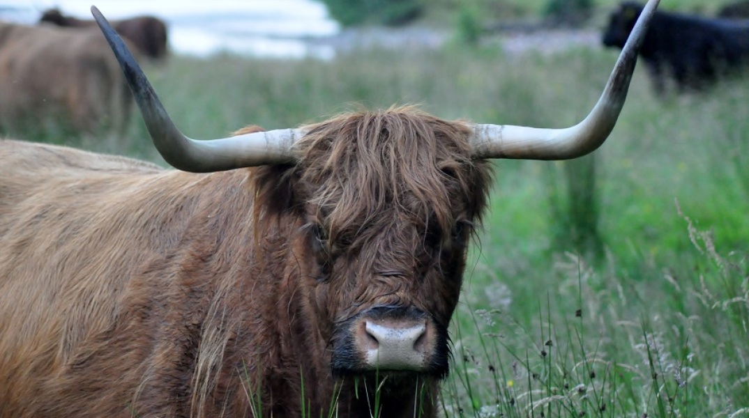 Ταυρος ξύστηκε σε κολόνα και άφησε 800 σπίτια χωρίς ρεύμα