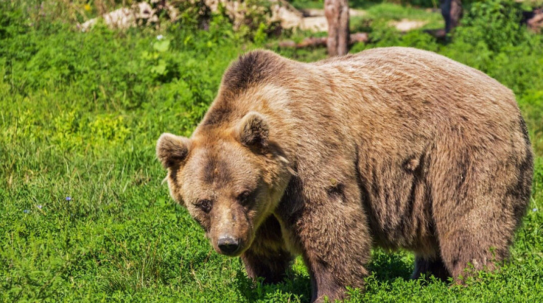 Αρκούδα στην Καστοριά έθαψε τα μικρά της - Σκοτώθηκαν σε τροχαίο