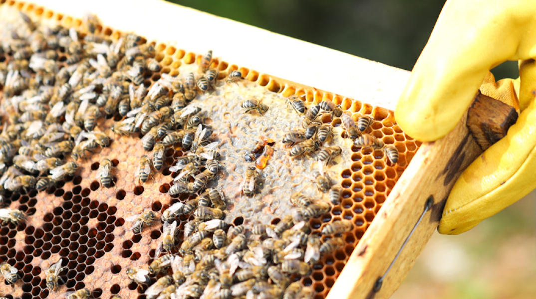 Η APIVITA γιορτάζει και φέτος την Παγκόσμια Ημέρα της Μέλισσας (20 Μαΐου) η οποία θεσπίστηκε από τον ΟΗΕ, με σκοπό να αναδείξει τη σπουδαιότητα των μελισσών.