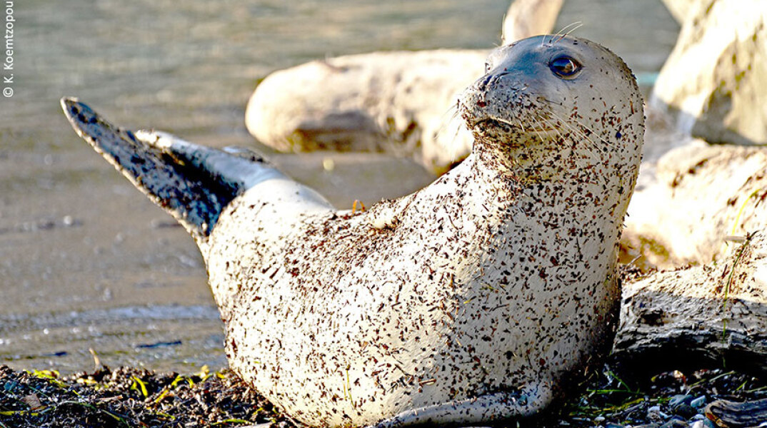 Μεσογειακή φώκια
