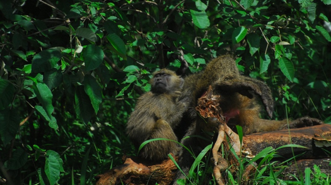 Πίθηκοι πάνω σε δέντρο