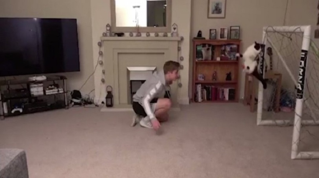 Γάτα σε ρόλο τερματοφύλακα