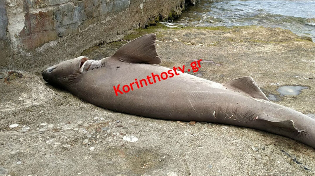 Σε παραλία της Κορίνθου εκβράστηκε καρχαρίας 2 μέτρων
