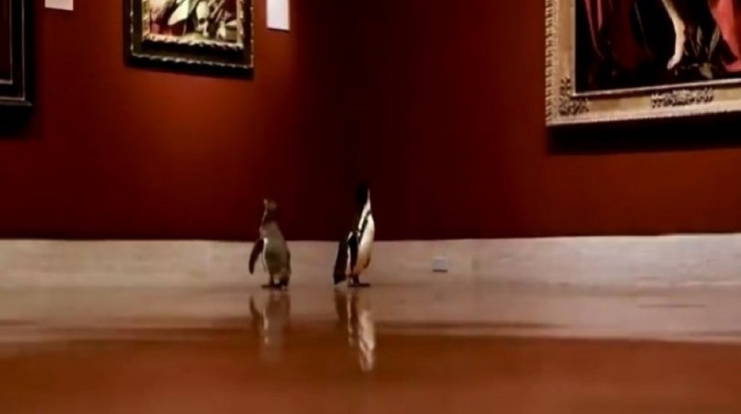 Πιγκουίνοι μπροστά από πίνακες στο Nelson Atkins Museum of Art