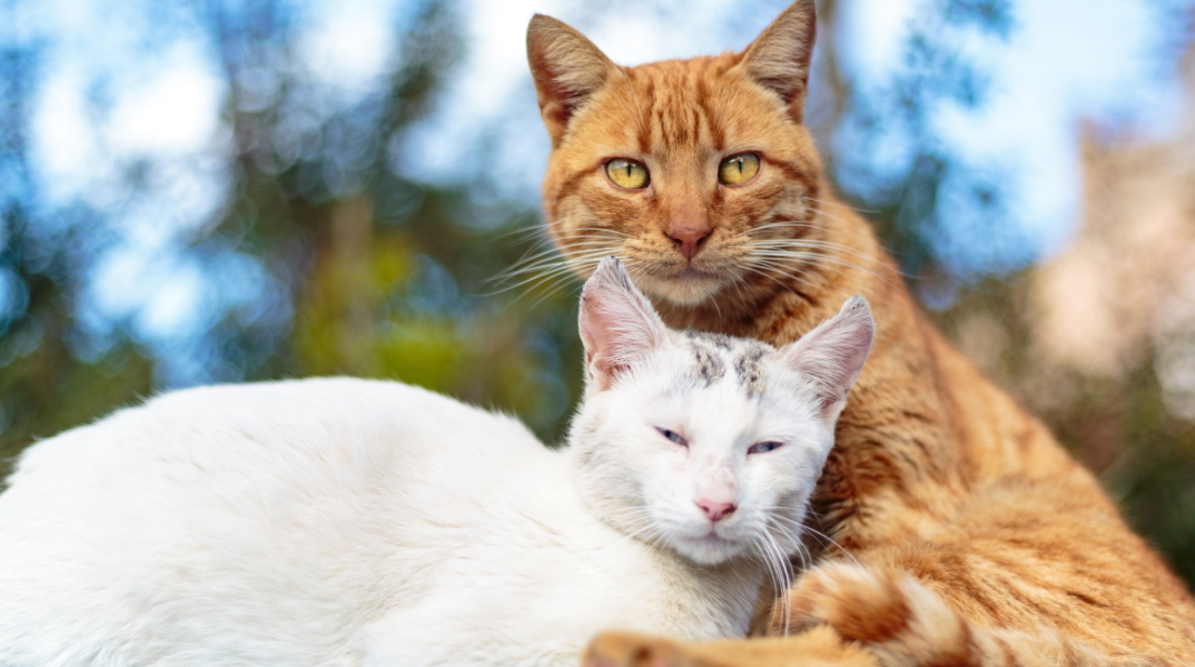Γάτες φωτογράφος Γιώργος Βερναδάκης
