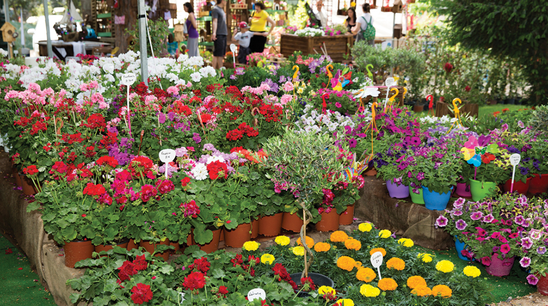 66η Ανθοκομική Έκθεση Κηφισιάς: Στις 29 Μαΐου εγκαινιάζεται η γιορτή των λουλουδιών