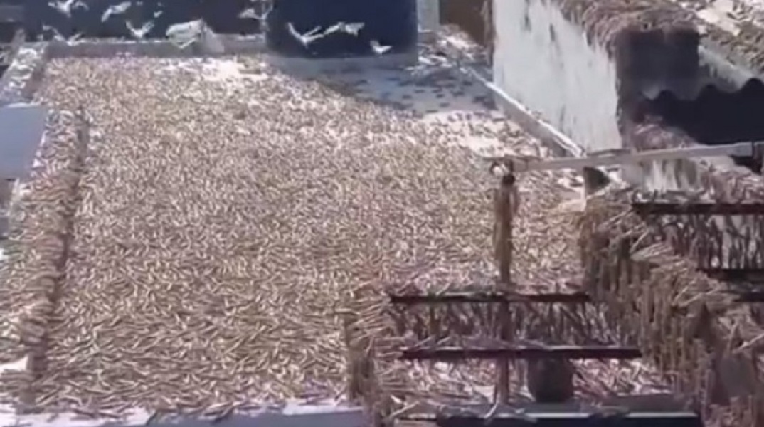 Ακρίδες στην Ινδία 