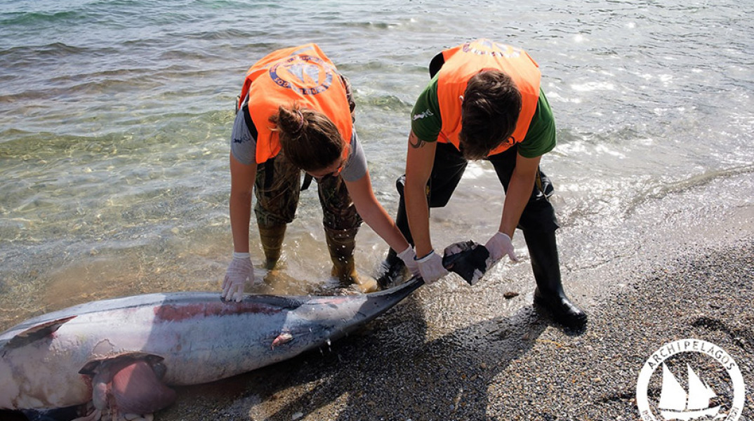 Οι δολοφονίες θαλάσσιων θηλαστικών στο Αιγαίο συνεχίζονται