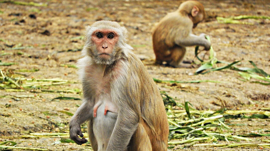 Αγέλη πιθήκων, Ινδία