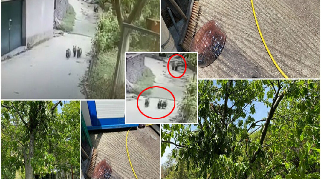 Μέτσοβο: Αρκουδάκια μπήκαν με τη μαμά τους σε αποθήκη και δοκίμασαν τσίπουρο και κρασί