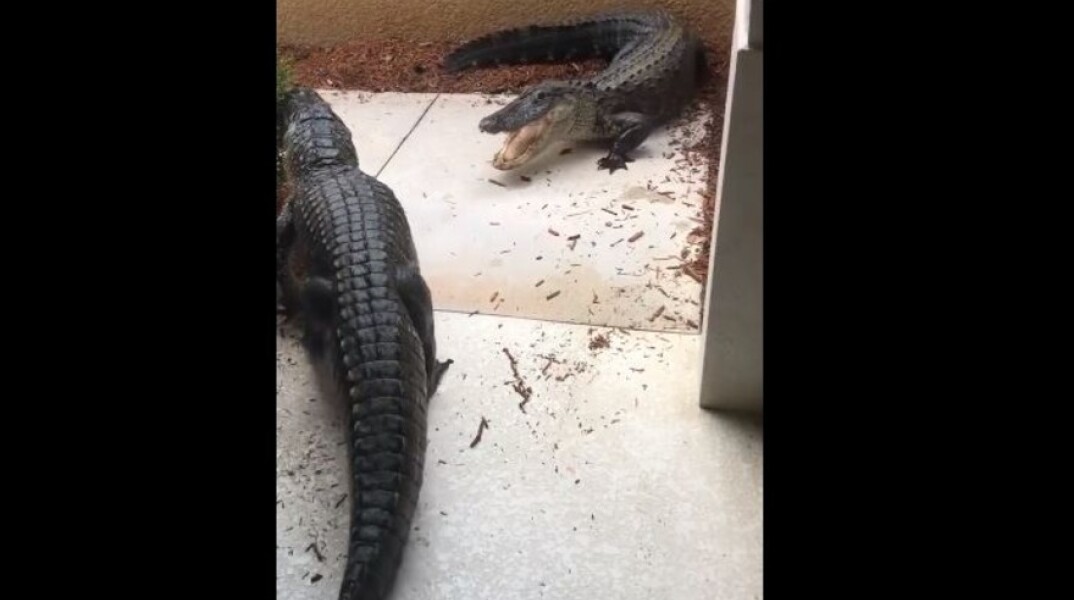 Αλιγάτορας