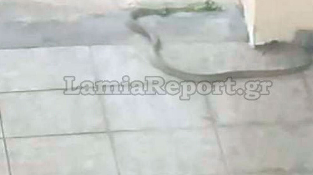 Φίδι στην πιλοτή πολυκατοικίας στη Λαμία