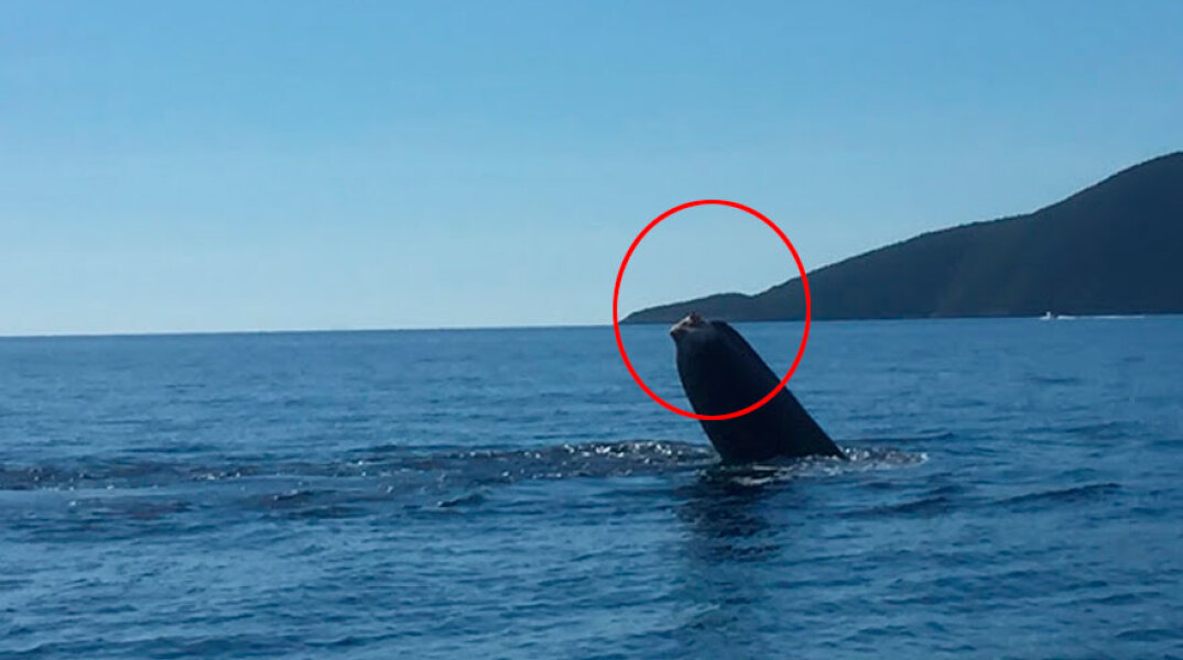 Φάλαινα με κομμένη ουρά ανοικτά του Λεωνιδίου